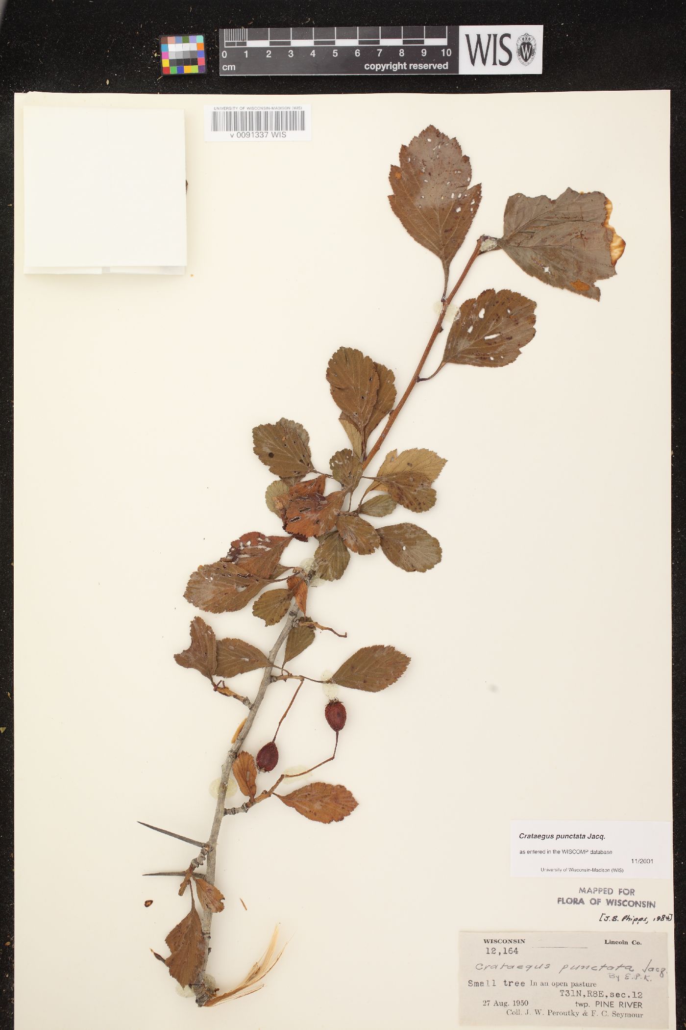 Crataegus punctata image