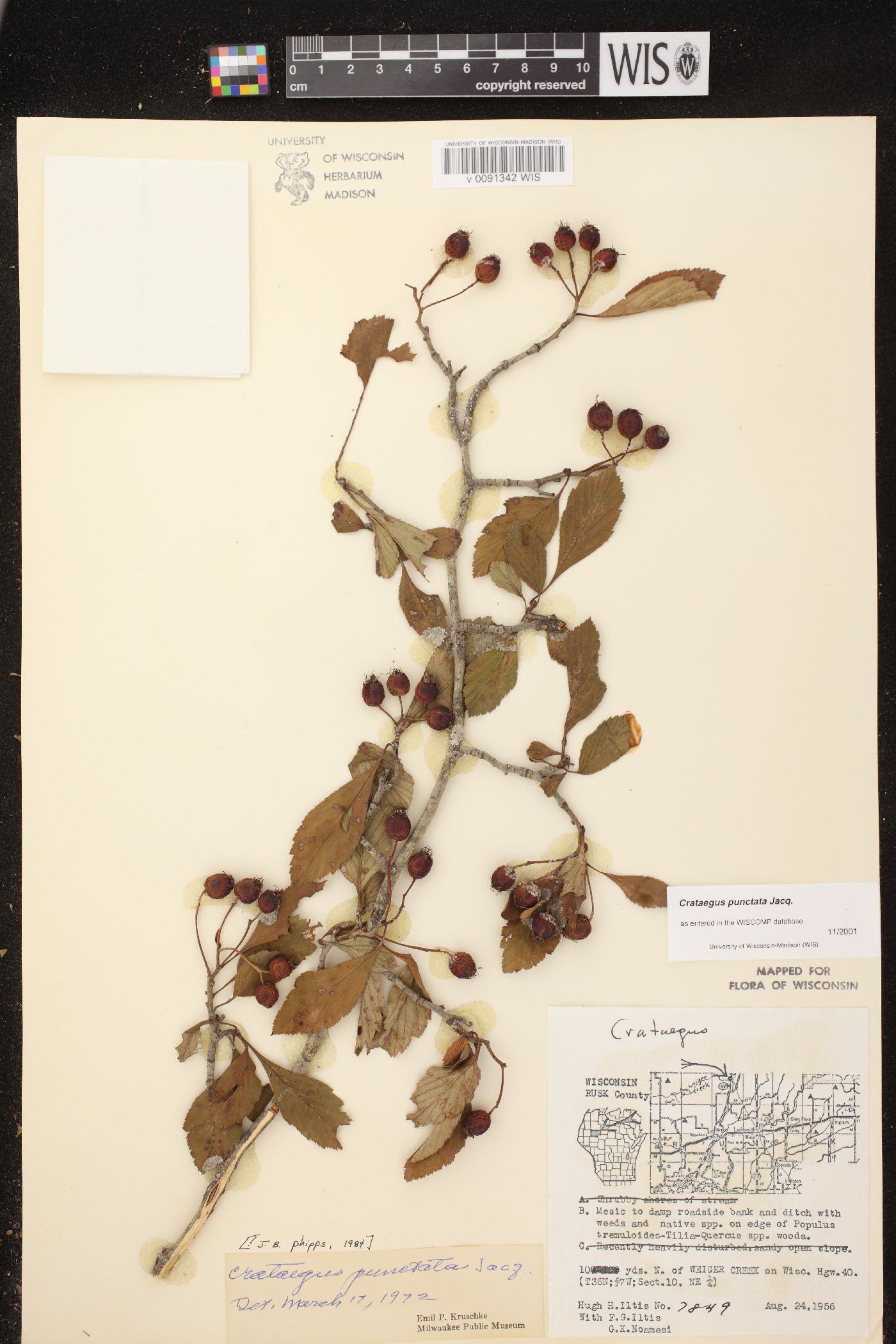 Crataegus punctata image