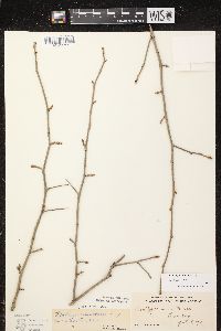 Crataegus punctata image