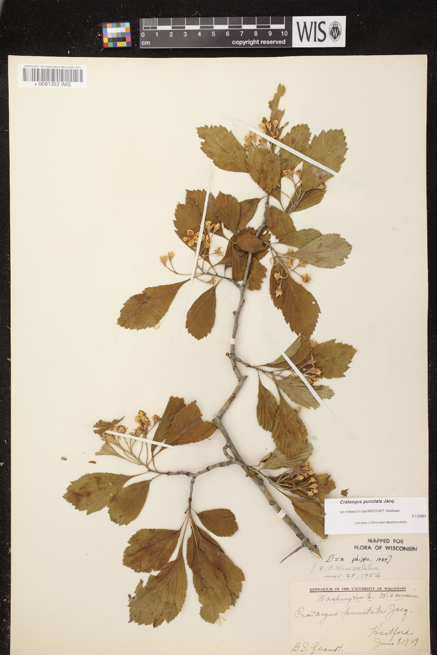 Crataegus punctata image