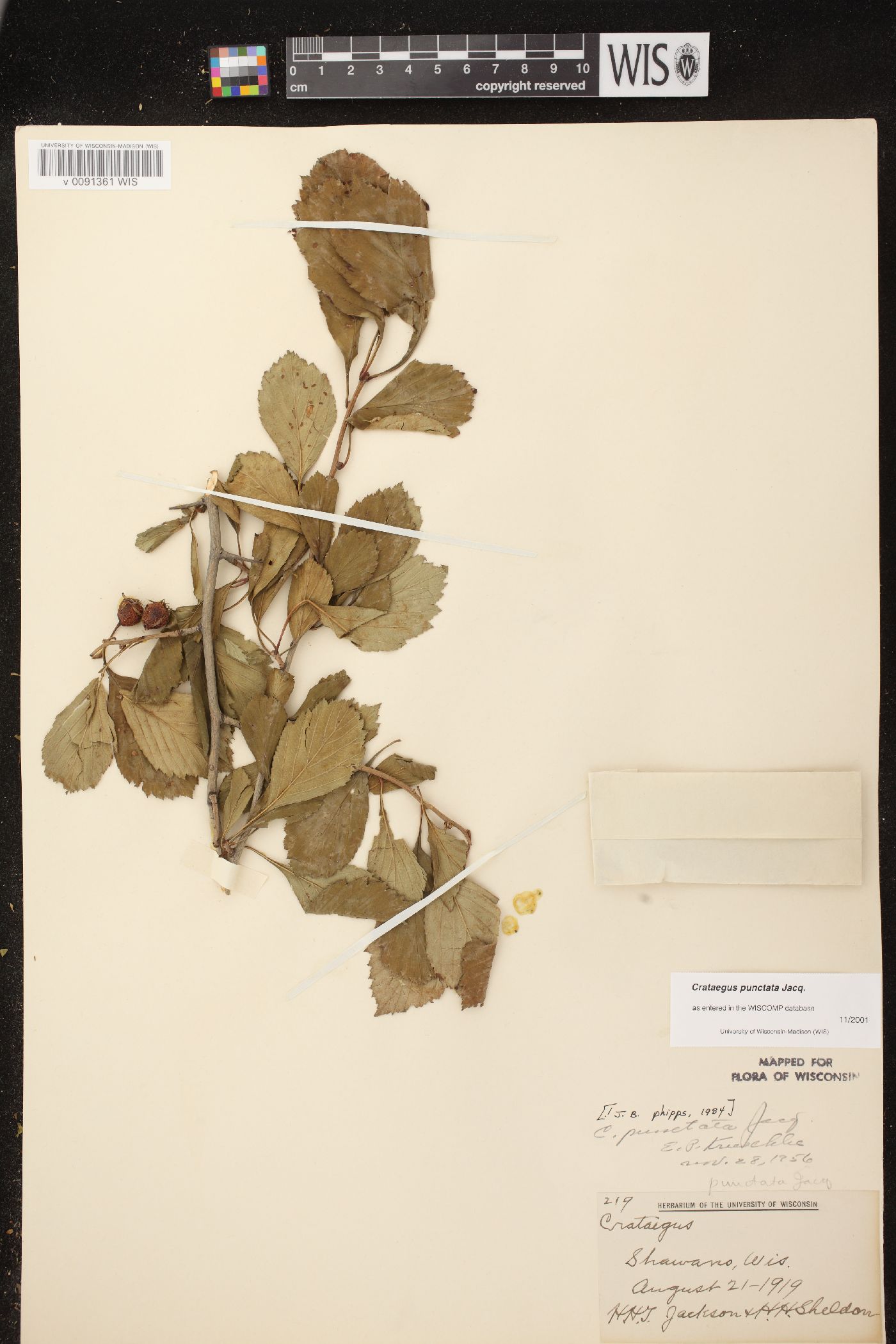 Crataegus punctata image