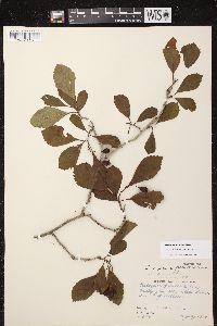 Crataegus punctata image