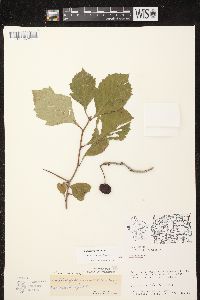 Crataegus punctata image