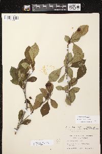 Crataegus punctata image