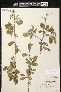 Crataegus punctata image