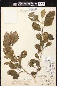 Crataegus punctata image