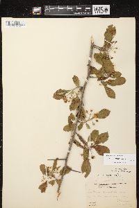 Crataegus punctata image