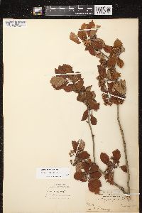 Crataegus punctata image