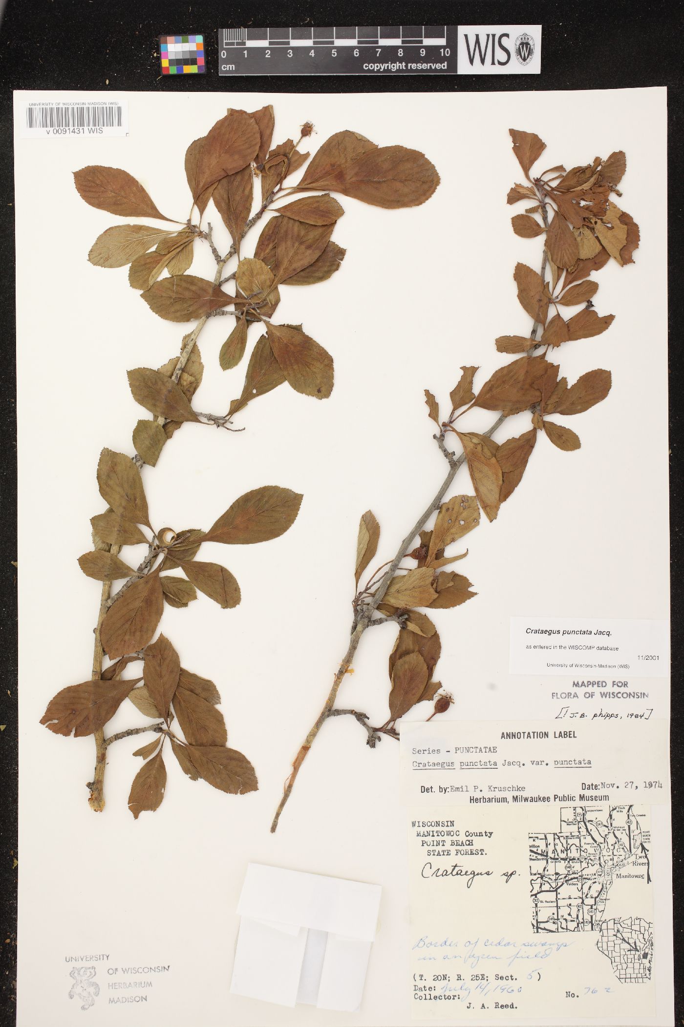 Crataegus punctata image