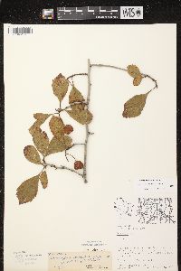 Crataegus punctata image