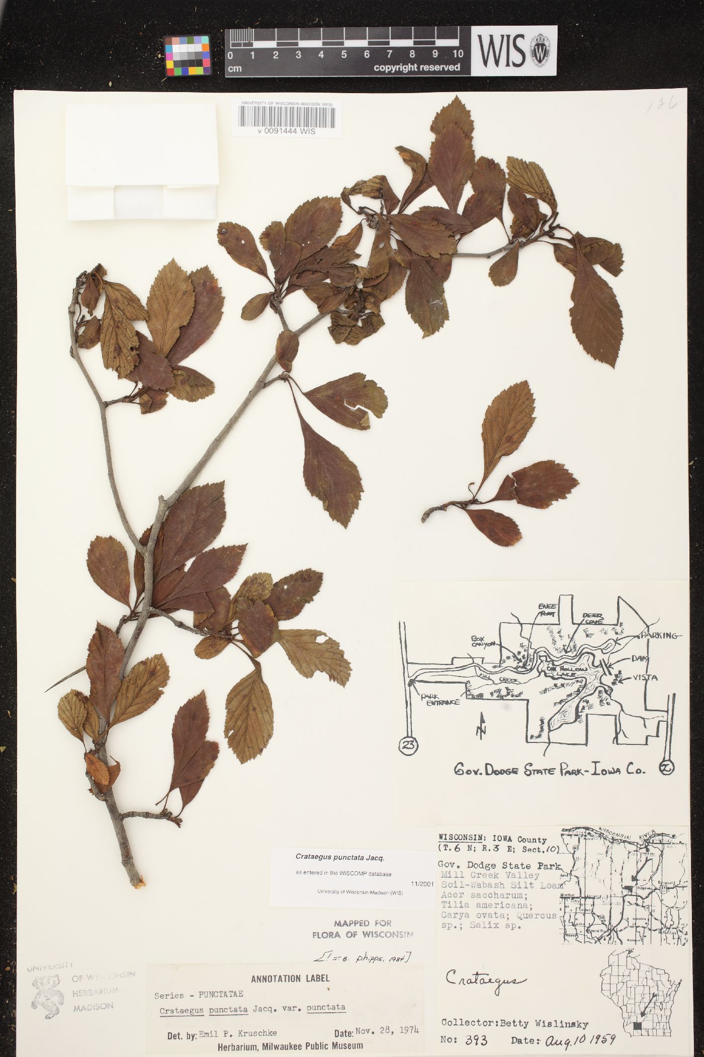 Crataegus punctata image