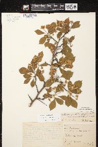 Crataegus punctata image