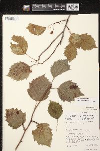 Crataegus scabrida image