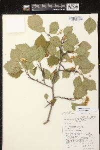 Crataegus scabrida image