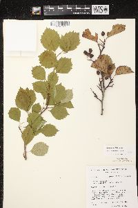 Crataegus scabrida image