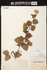 Crataegus scabrida image