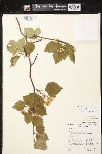 Crataegus scabrida image