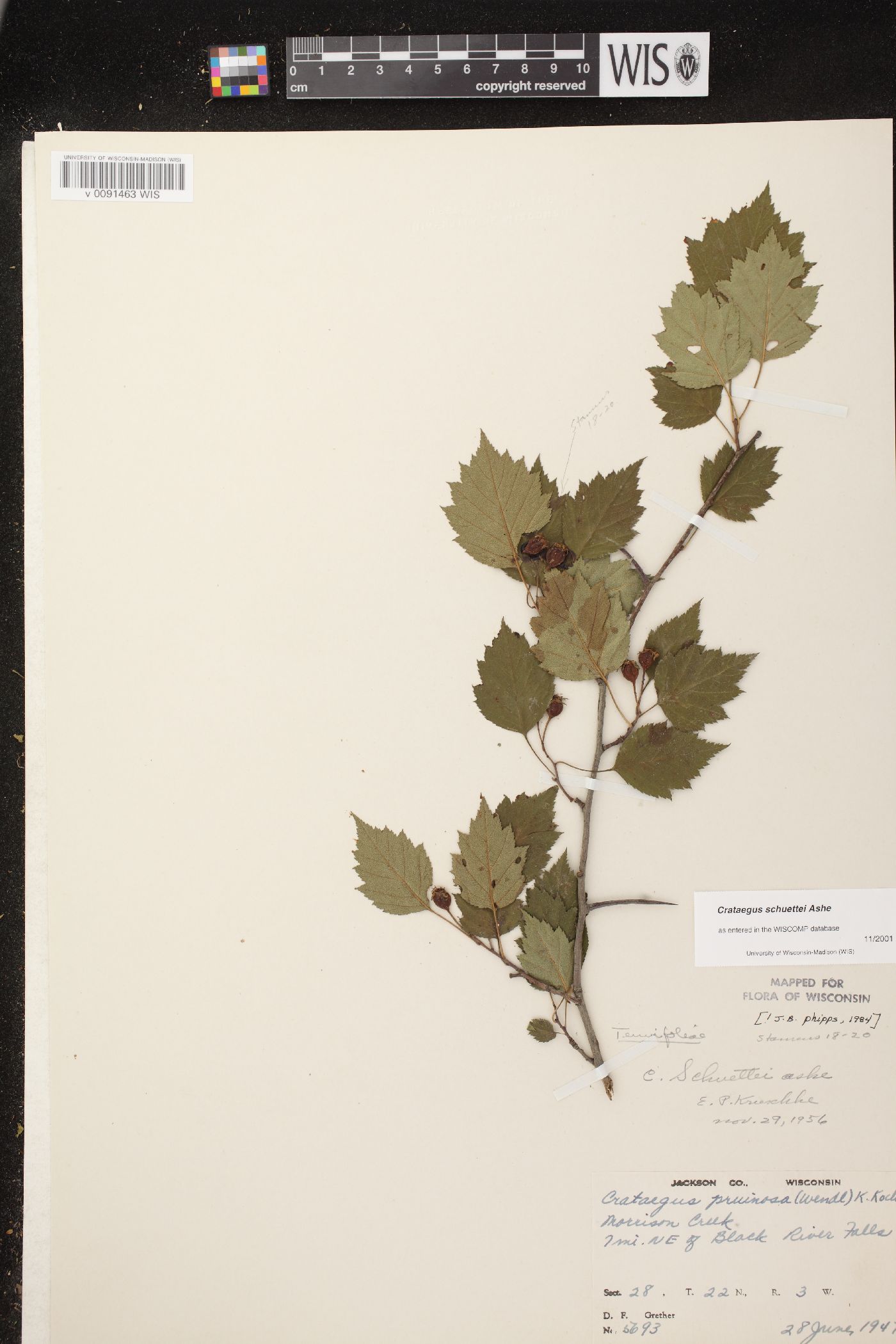 Crataegus schuettei image