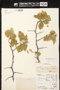 Crataegus succulenta image