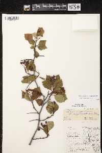 Crataegus succulenta image