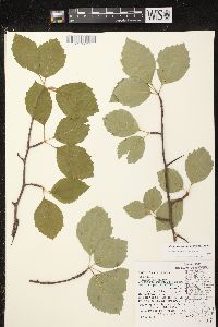 Crataegus succulenta image