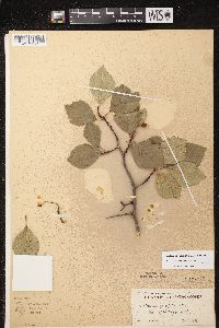 Crataegus succulenta image