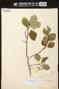 Crataegus succulenta image