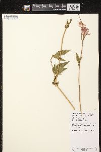 Filipendula rubra image