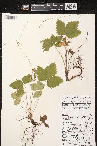 Fragaria vesca image