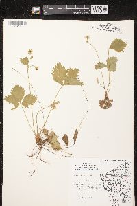 Fragaria vesca subsp. americana image