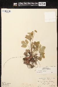 Fragaria vesca subsp. americana image