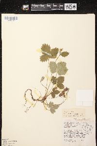 Fragaria vesca subsp. americana image