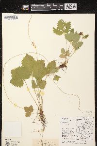 Fragaria vesca subsp. americana image