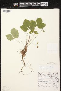 Fragaria vesca image