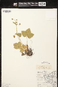 Fragaria vesca subsp. americana image