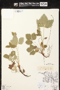 Fragaria vesca subsp. americana image