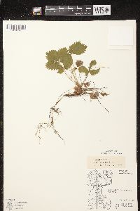 Fragaria vesca subsp. americana image