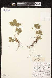 Fragaria vesca subsp. americana image