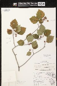 Crataegus schuettei image