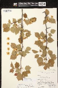 Crataegus schuettei image