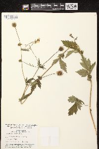 Geum aleppicum image