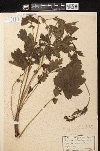 Geum aleppicum image