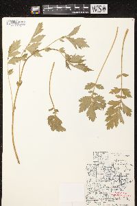 Geum aleppicum image