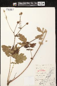 Geum aleppicum image