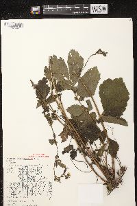 Geum aleppicum image