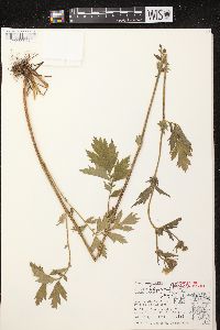 Geum aleppicum image