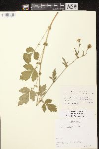 Geum aleppicum image