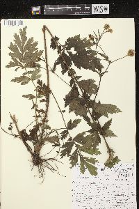 Geum aleppicum image