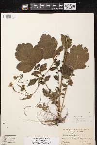 Geum aleppicum image