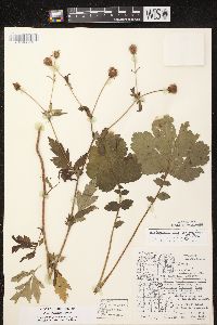 Geum aleppicum image